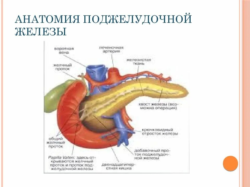 Поджелудочная железа анатомия. Строение поджелудочной железы ЕГЭ. Анатомия 12 п.к. и поджелудочной железы. Внешнее строение поджелудочной железы. Поджелудочная железа панкреатит операция