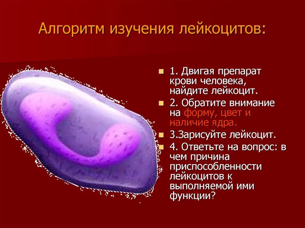 Наличие ядра человека. Лейкоциты форма клеток наличие ядра. Лейкоциты ядра наличие ядра. Строение ядра лейкоцитов. Ядро лейкоцита человека.