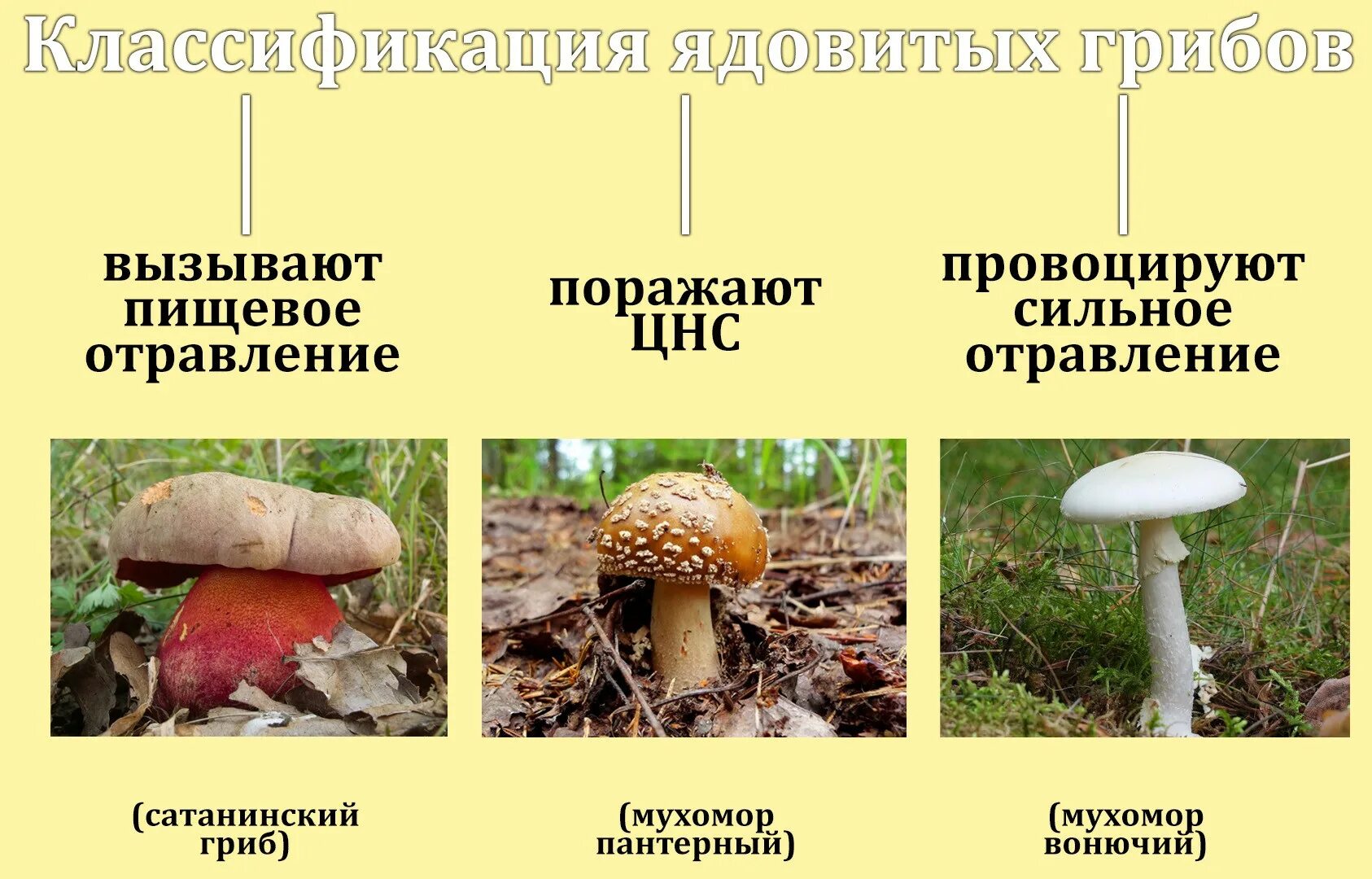 Съедобные условно съедобные и несъедобные грибы. Съедобные условно съедобные и ядовитые грибы таблица. Грибы несъедобные условно съедобные ядовитые классификация. Условно съедобные грибы несъедобные грибы.