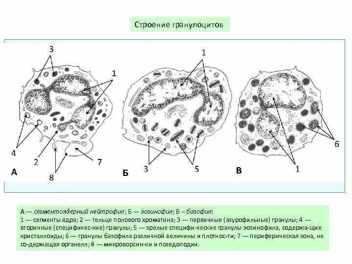 Сегмента ядерная. Схема ультрамикроскопического строения нейтрофильного гранулоцита.. Схема ультрамикроскопического строения базофильного гранулоцита.. Гранулоциты строение. Ультрамикроскопическое строение нейтрофильных гранулоцитов.