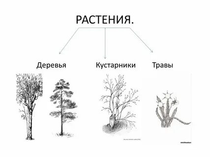 Растения дерево куст трава