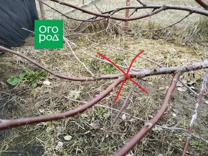 Вишня обрезка фото