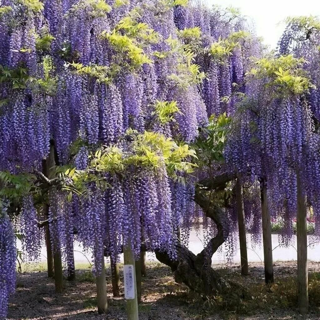 Глициния wisteria sinensis. Вистерия (глициния) китайская. Китайская лиана глициния. Глициния сиреневая "китайская". Глициния китайская альба.