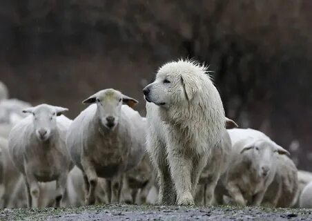 Волк овца пес