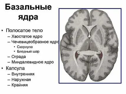 Область базальных ядер