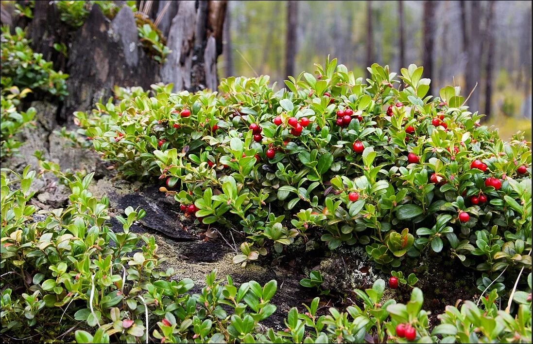 Кустарнички брусника. Брусника обыкновенная кустарничек. Брусника (Vaccinium Vitis-idaea). Брусника обыкновенная (Vaccinium Vitis-idaea Red Pearl p9).