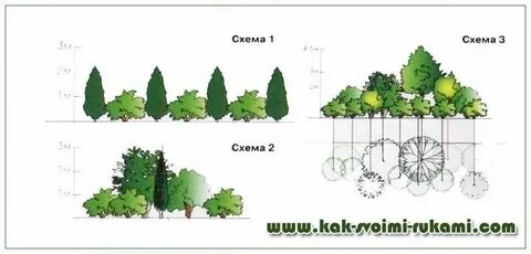 Схемы посадок деревьев и кустарников