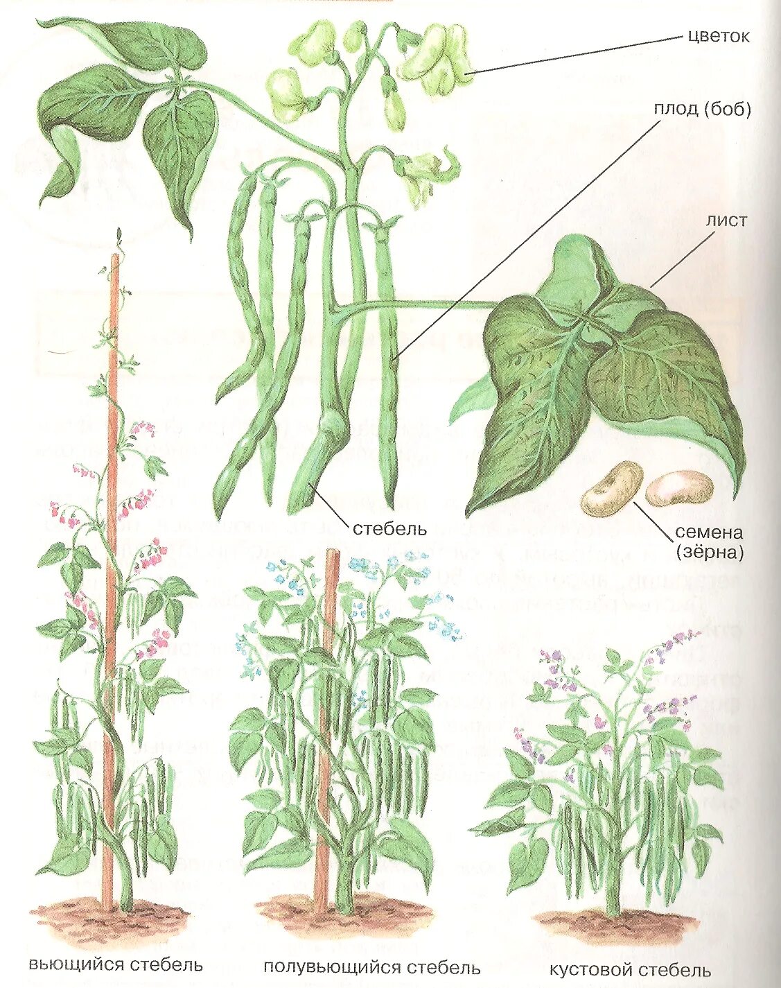 Фасоль обыкновенная строение. Фасоль обыкновенная стебель. Корневая спаржевой фасоли. Строение стебля фасоли обыкновенной.