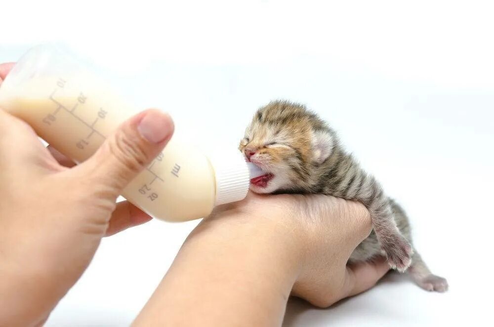 Котята без кошки как ухаживать. Поилка для котят новорожденных. поилка для котят новорожденных без кошки. поильник для новорожденных котят. маленькая поилка для новорожденных котят.