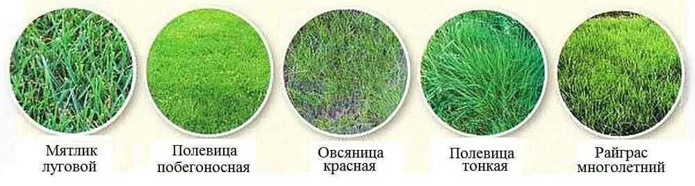 Полевица ажурная Шампань 100шт #Плазма