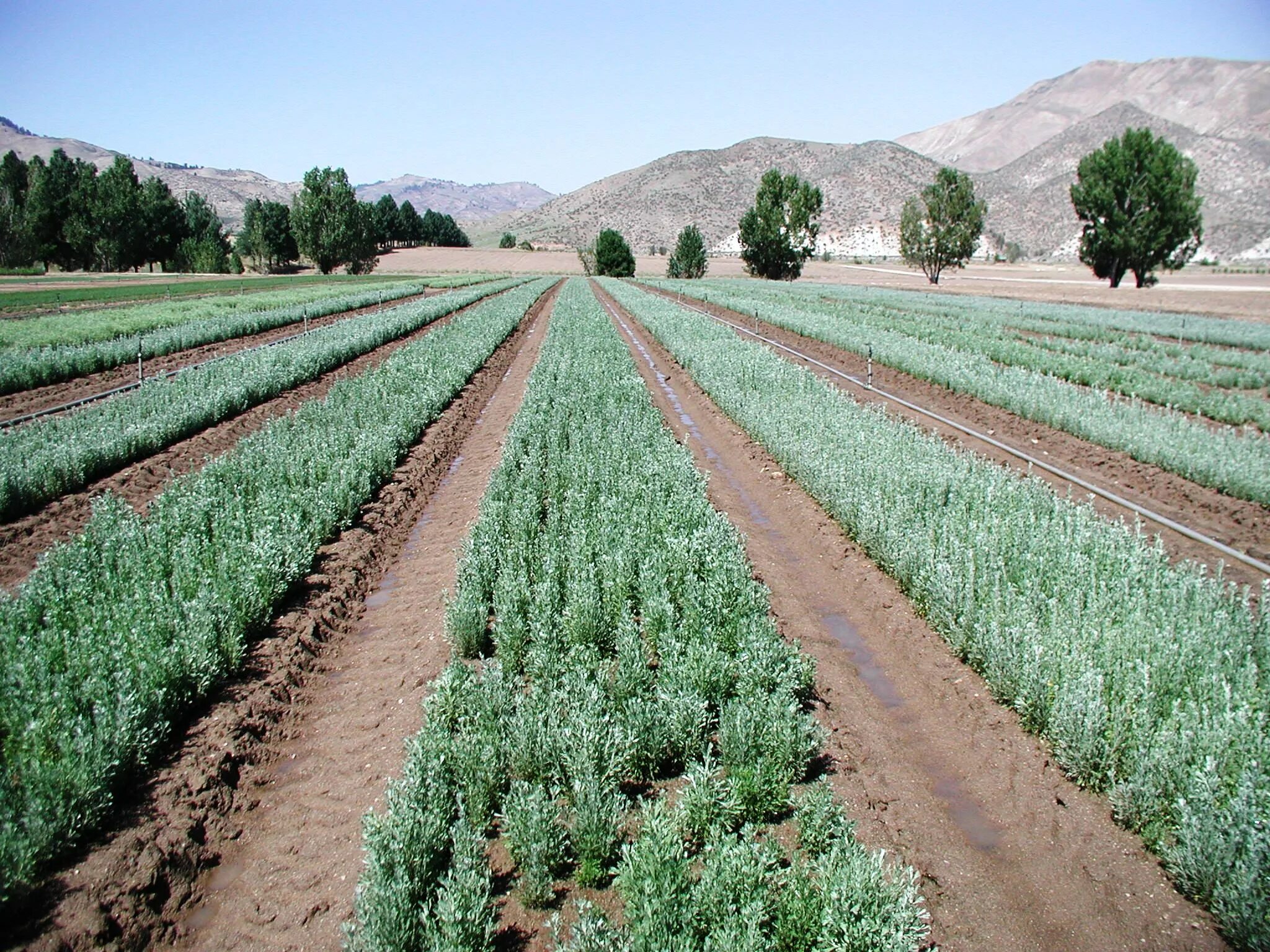 Product field. Productive fields. Boise Farm.