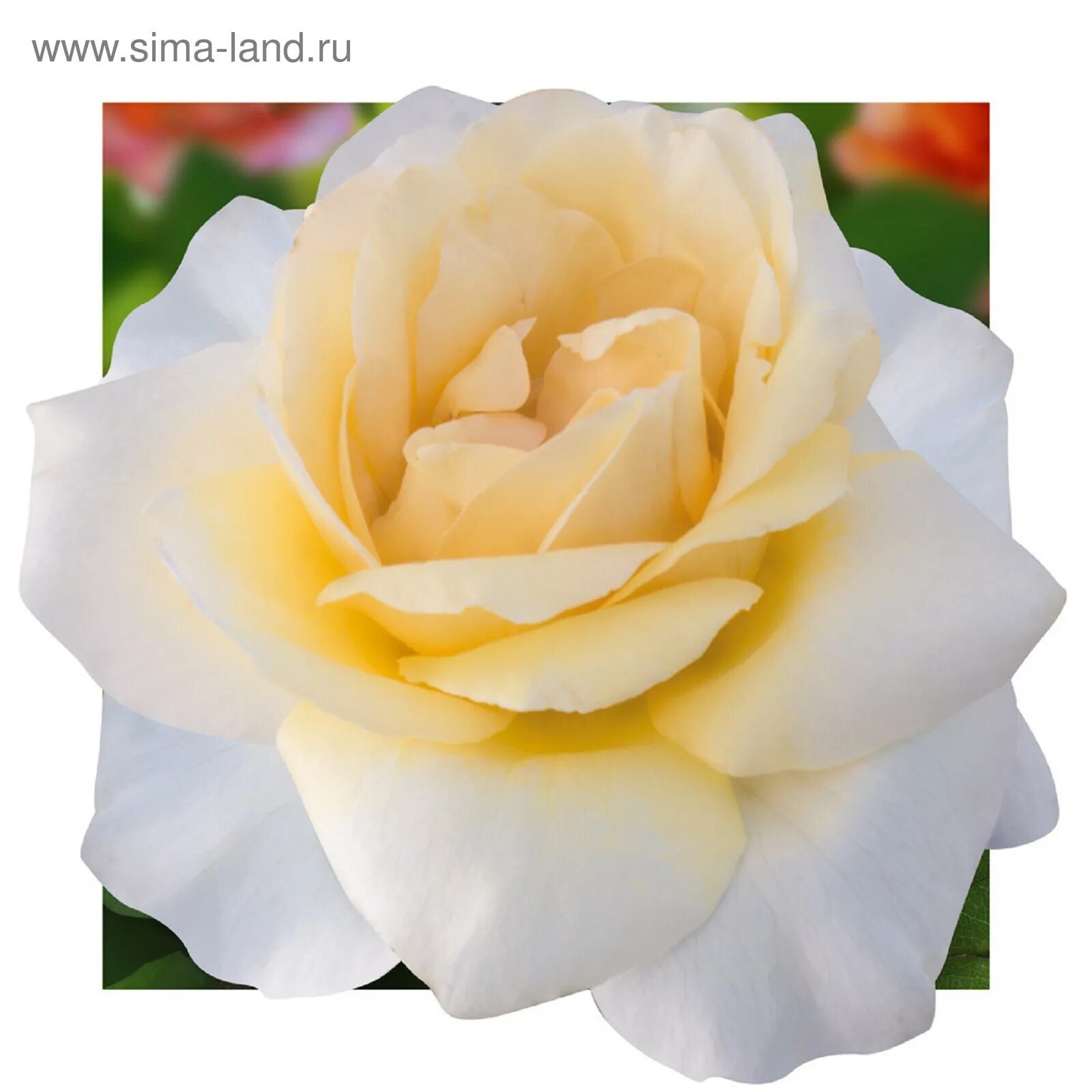 роза сорт али баба. роза ашрам тантау. роза чайно-гибридная ashram. роза грандифлора. роза morgenrote грандифлора.