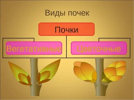 3 типа почек