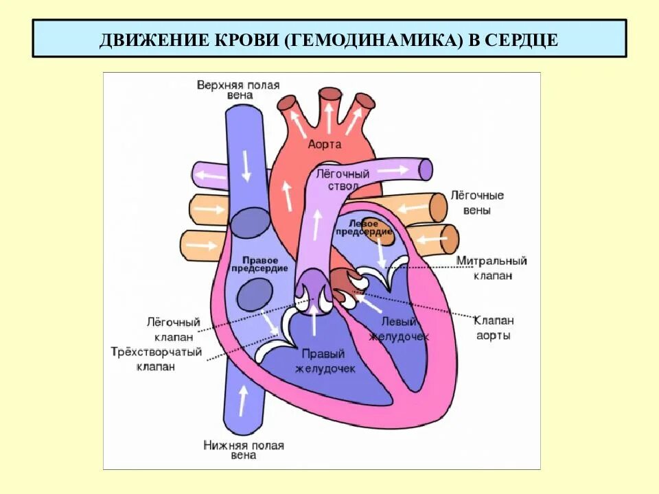 Сердце движения первых. Нормальная гемодинамика сердца схема. строение сердца движение крови. сердце строение анатомия движение крови. строение сердца гемодинамика.