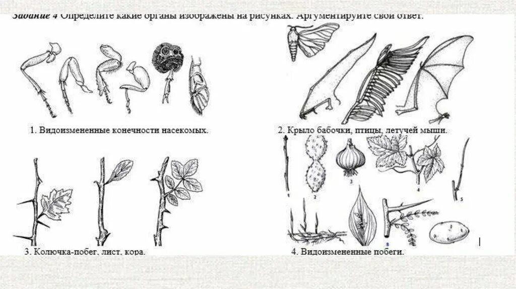 Какой орган изображен на рисунке. Видоизмененные конечности насекомых. Определите орган изображенный на рисунке. Видоизмененные конечности насекомых какие органы.