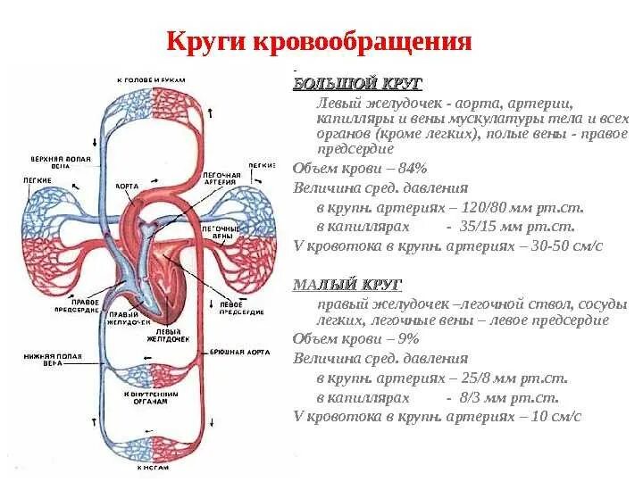 Направления движения артерии