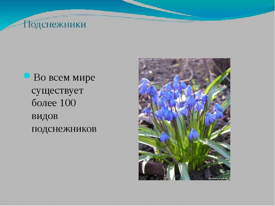 Загадка про Подснежник. Загадки о весенних цветах. Загадки про весенних цветов. Загадка про подснежник для детей