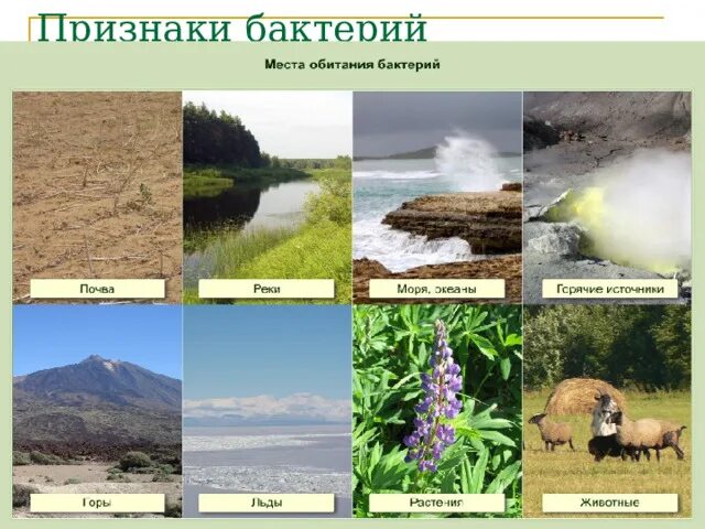 Место обитания микроорганизмов. Место обитания бактерий. Местообитание бактерий. Место обитания бациллы. Бактерии обитают.