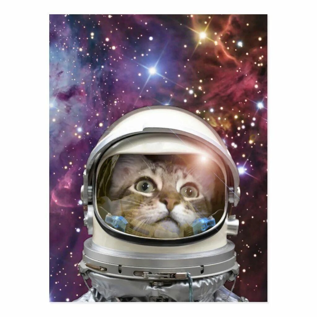 Кошка Фелисетт. Кот космонавт. Кот космонавт СССР. Кошка в космосе. 1 кошка в космосе