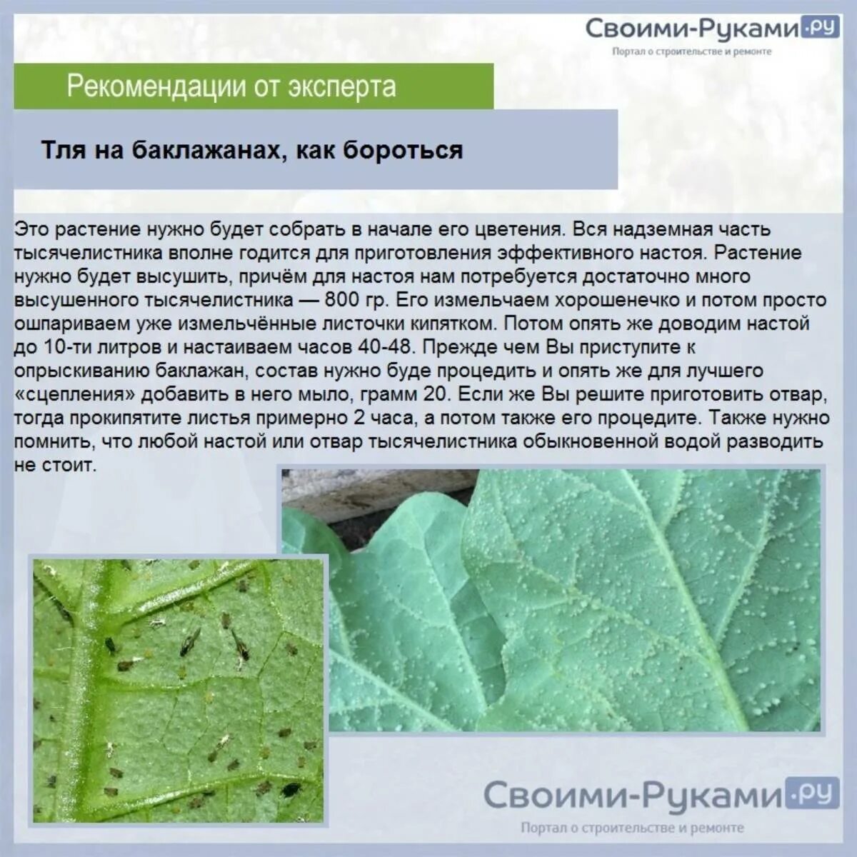 Черные жучки на огурцах. Чем брызгать огурцы от тли. Тополиная тля. Чем брызгать огурцы от тли. Эффективное средство от тли на огурцах.