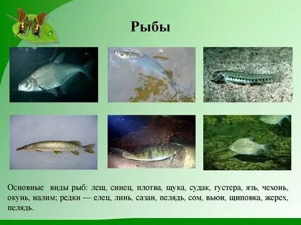 Рыбы мордовии