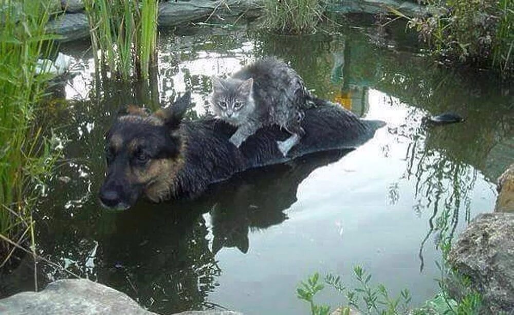 Взаимовыручка среди животных