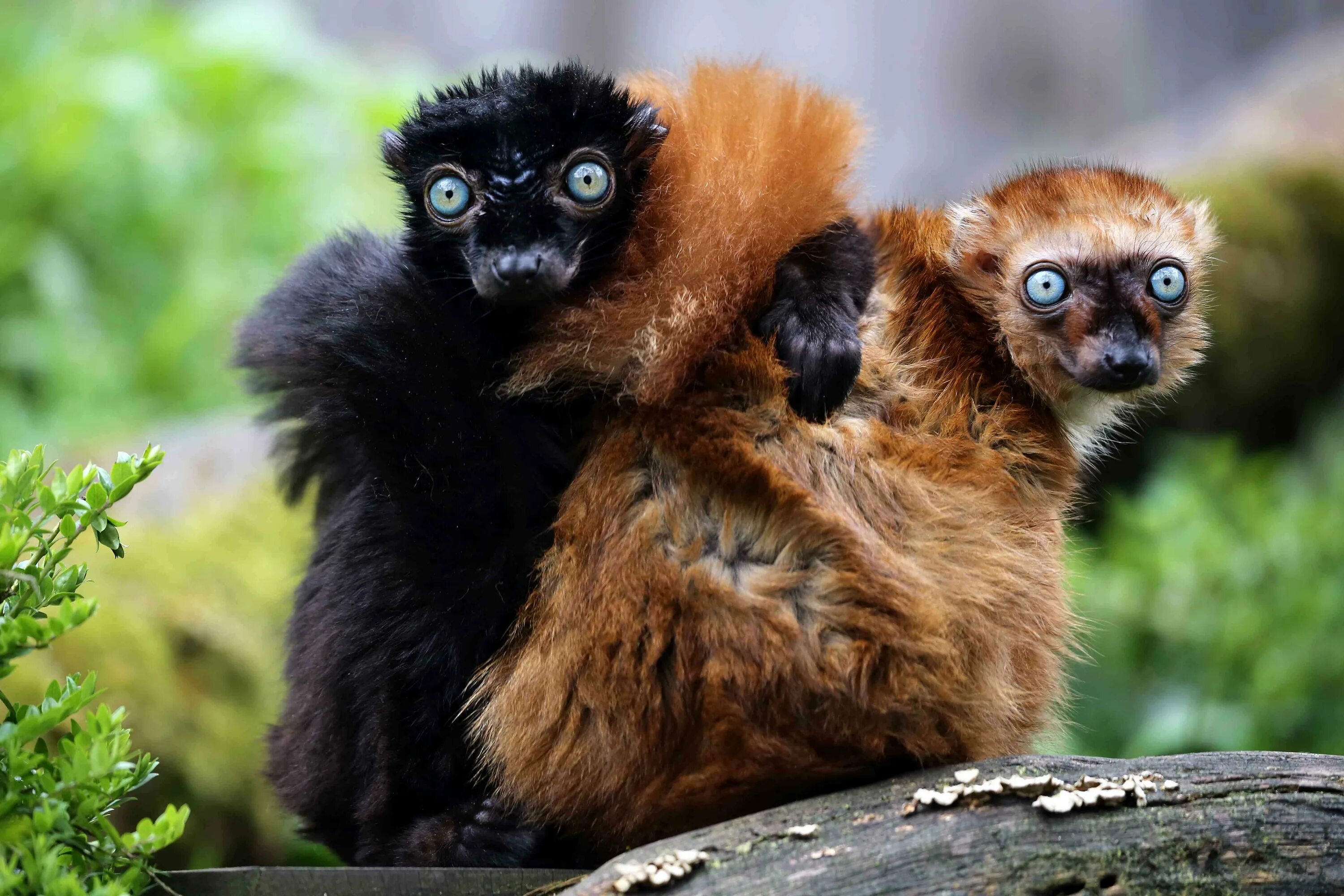 Eulemur flavifrons. Сероспинный лемур. Черный мадагаскарский лемур. Голубоглазые черные лемуры. Черная глазая