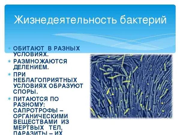 Жизнедеятельность бактерий 5 класс биология. Процессы бактерий биология 5 класс. Особенности строения и жизнедеятельности бактерий. Каковы особенности строения и жизнедеятельности бактерий.