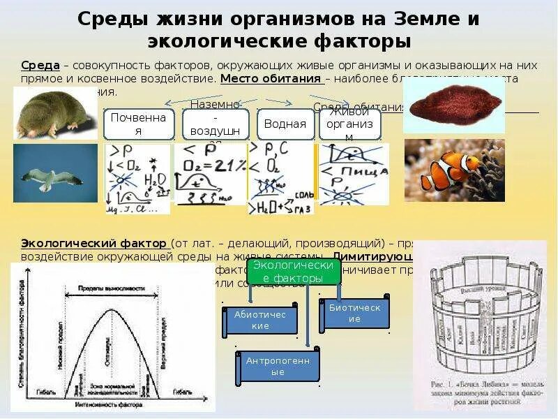 Экология среды жизни и экологические факторы. Влияние экологических факторов на зайца. Прямое и косвенное влияние экологических факторов. Прямые и косвенные экологические факторы. Среды жизни и экологические факторы.