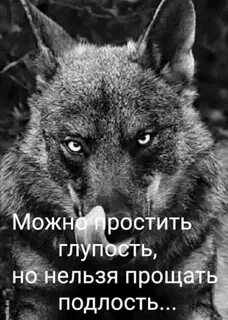 Извинить глупо
