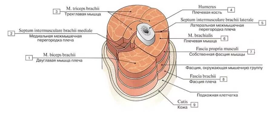 Межмышечная перегородка плеча анатомия. Фасциальные межмышечные перегородки плеча. Медиальная межмышечная перегородка плеча. Медиальная межмышечная перегородка плеча анатомия.