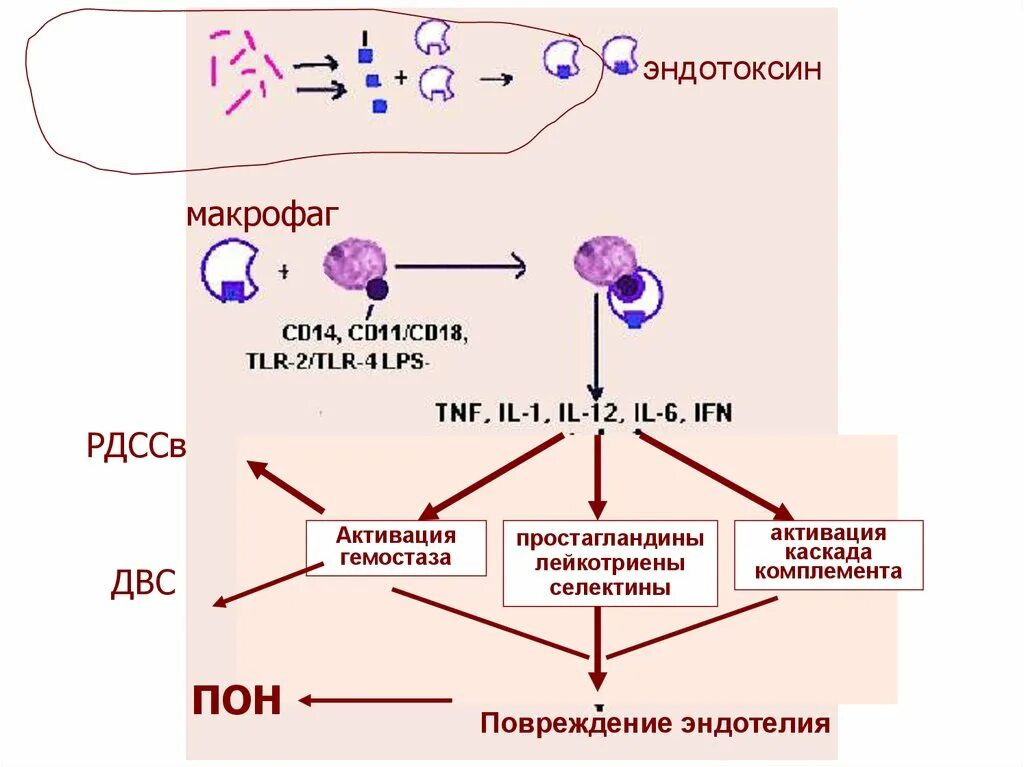 Макрофаги механизмы. Активация макрофагов 2 типа. Схема активации макрофагов. Трансформация макрофагов. Системная активация макрофагов.