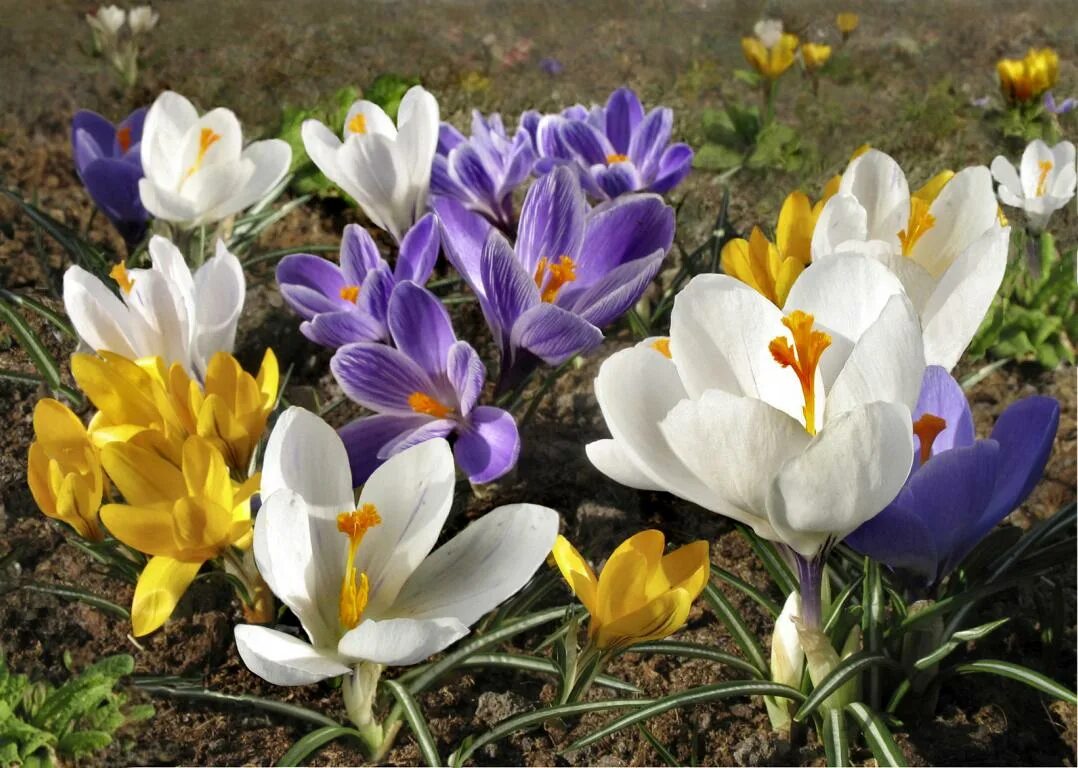 Крокус цветной. Крокус Шафран весенний. Крокус весенний Crocus vernus. Крокус Ялта. Крокус Vanguard.