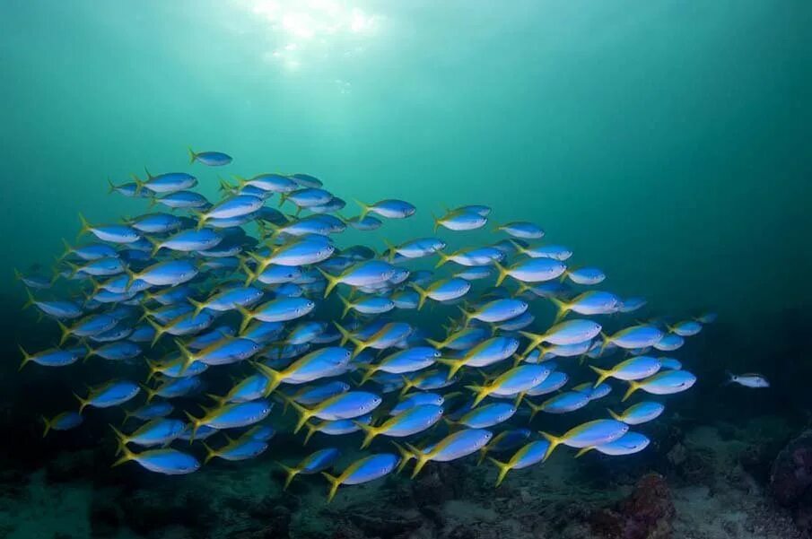 Много рыб плавают. Большой Барьерный риф Австралия рыбы. Стая рыб. Стайка рыбок. Стая рыб в море.