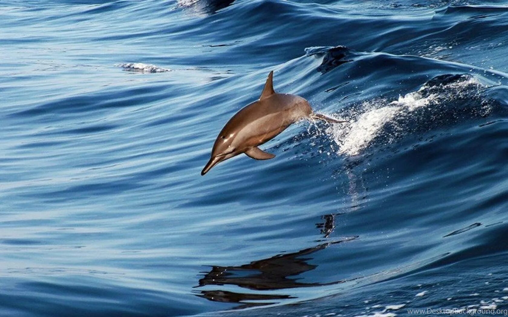 Дельфины в море. Дельфин в море. Дельфины на волне. Дельфины картинки.