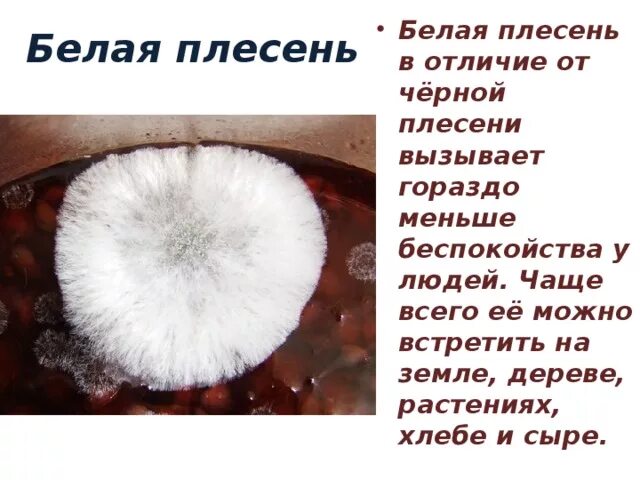 Отличать белое от черного. Белая плесень. Пушистая плесень. Белая пушистая плесень. Белая мохнатая плесень.