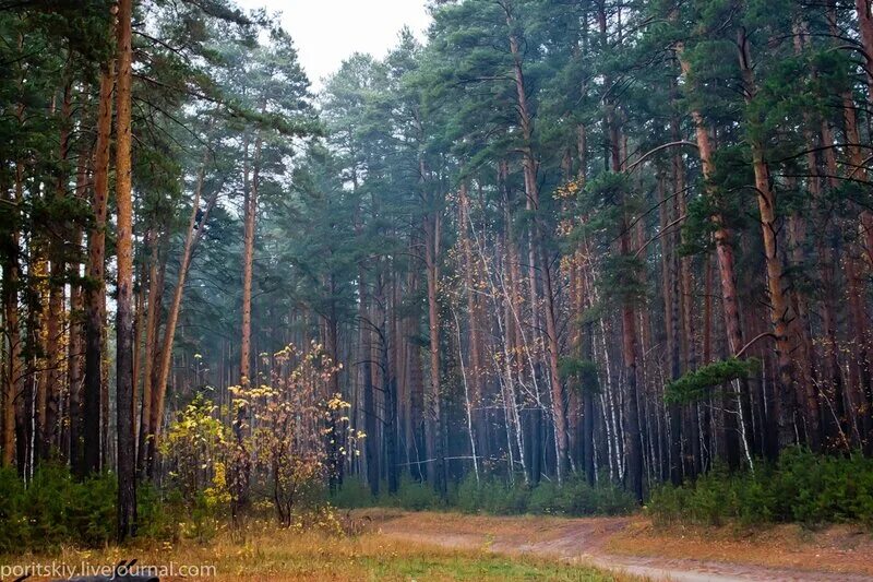 Три сосны на муромской дорожке. Три сосны в муроме. Сосновые леса муромский район. Муромский лес родники речки. Леса мурома.