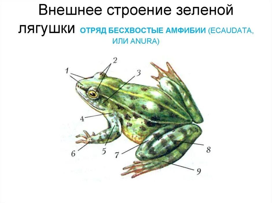 Внешнее и внутреннее строение лягушки. Внешнее строение зеленой лягушки. отряд бесхвостые внешнее строение. бесхвостые земноводные строение. внешнее строение зеленой лягушки рисунок.