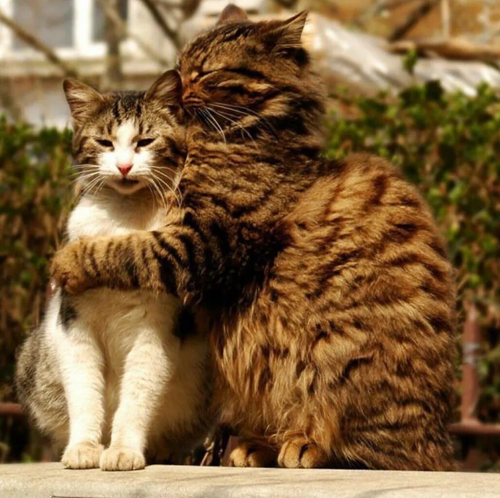 пушистая кошка. забавные домашние животные. классные коты. влюбленные кошки. влюбленные котики.