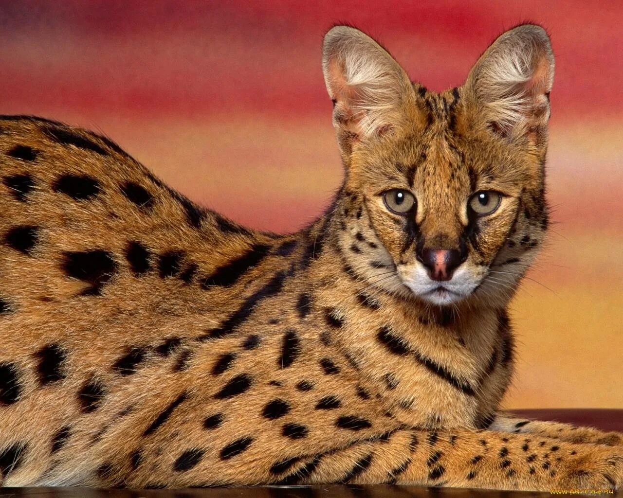 Можно самых разных