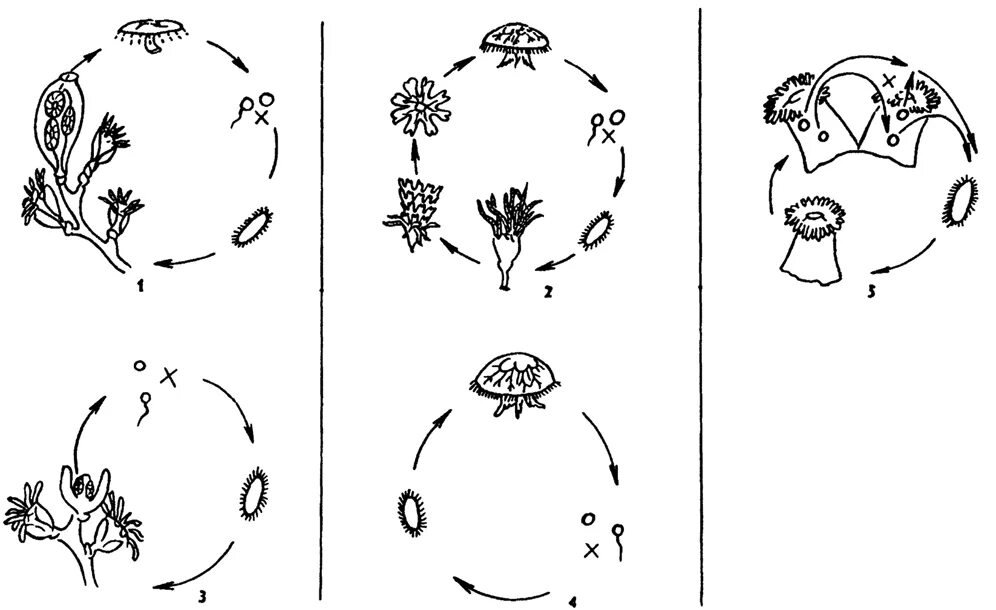 схема жизненного цикла гидроидных. жизненный цикл коралловых полипов. размножение коралловых полипов схема. жизненный цикл коралловых полипов схема. жизненный цикл кораллов полипов.
