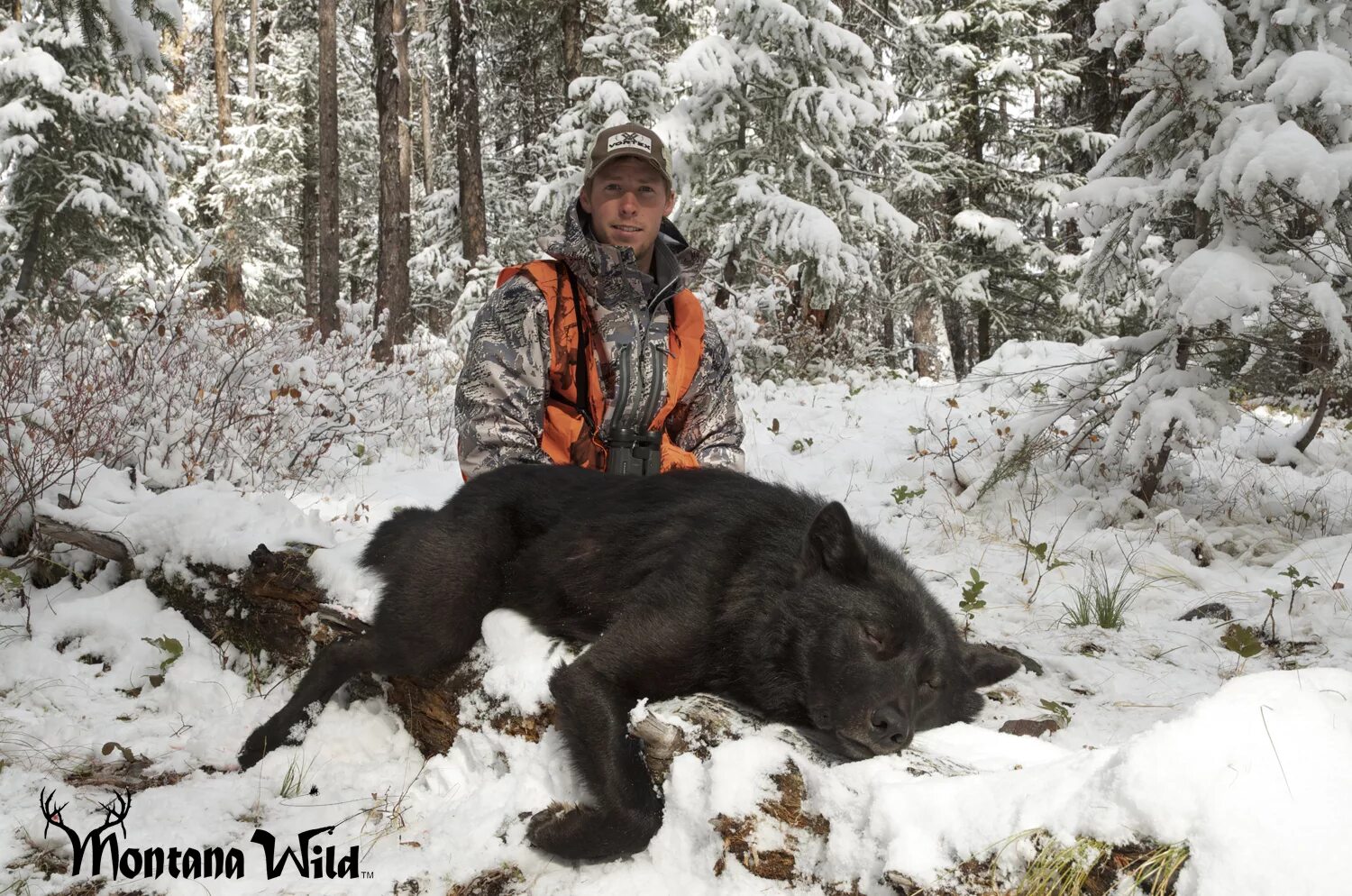 Самой большой волк в мире. Полярный волк вес 120 кг. Огромный канадский волк. Волкособы для охоты.