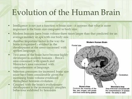 Brain examples
