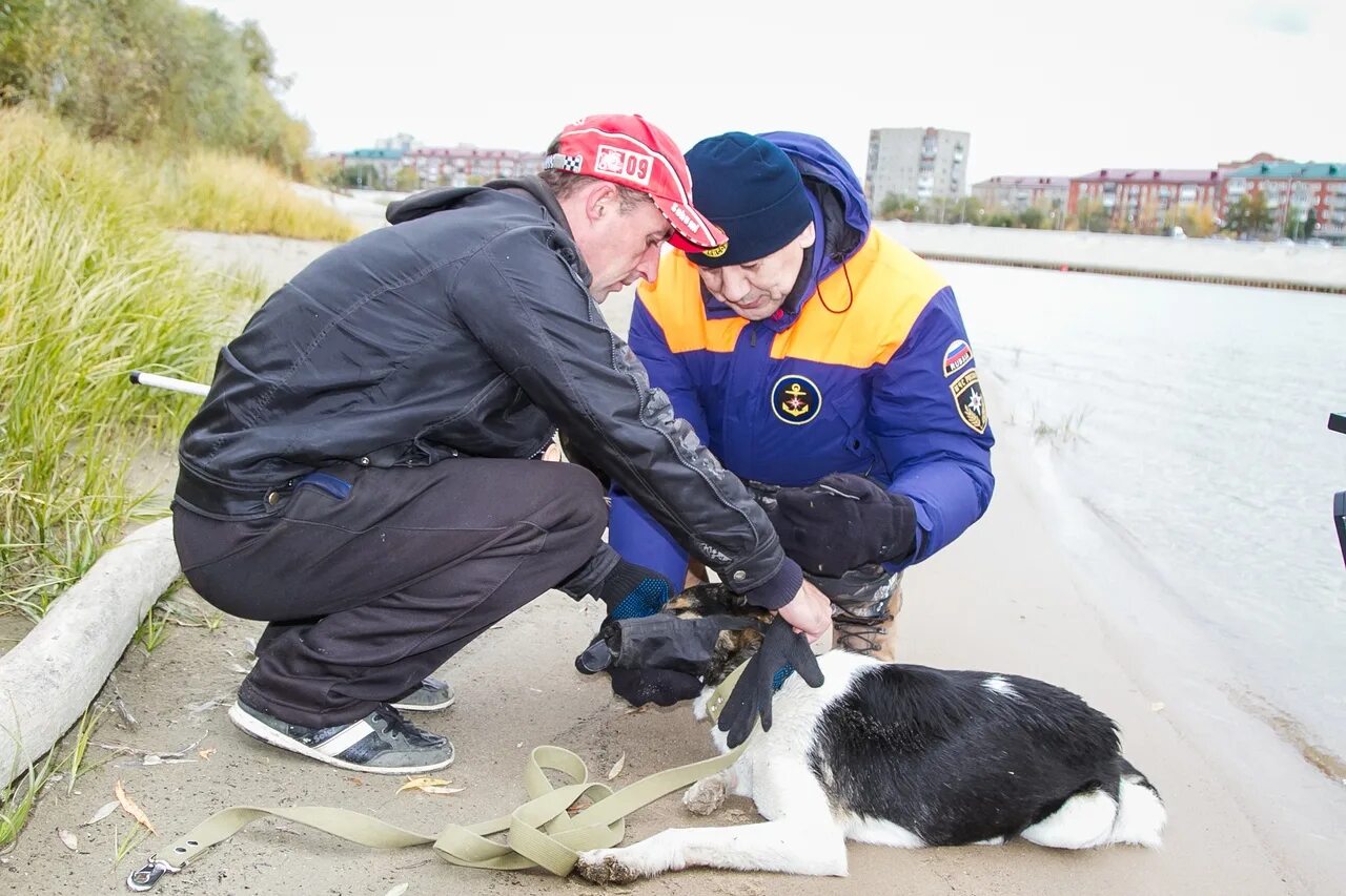 Мужчина спас собаку. МЧС России спасают животных. Волонтеры спасают животных. Волонтерство спасение животных. Волонтеры спасают собак.