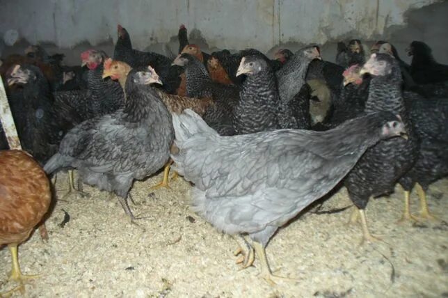 Куры76, сельскохозяйственная продукция, село Благовещенье, 20 - Яндекс Карты