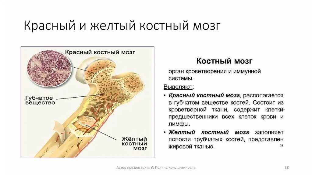 Жёлтый костный мозг в трубчатой кости. Клеточный состав желтого костного мозга. Трубчатая кость желтый костный мозг. Красный костный мозг функции расположение. Костный мозг содержится