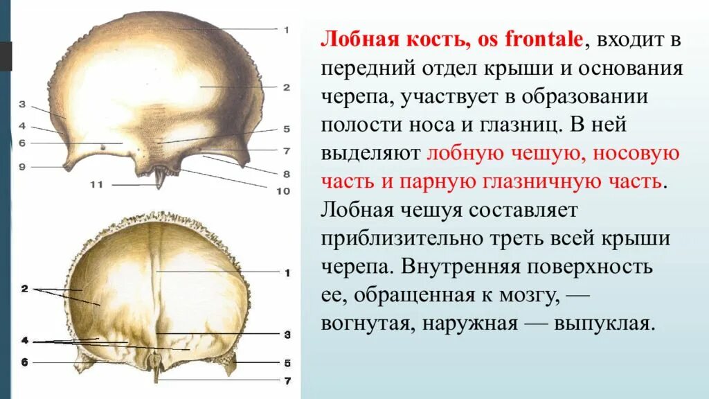 Строение чешуи лобной кости. Лобная кость вид спереди вид снизу. Лобная кость анатомия человека. Анатомические структуры лобной кости.