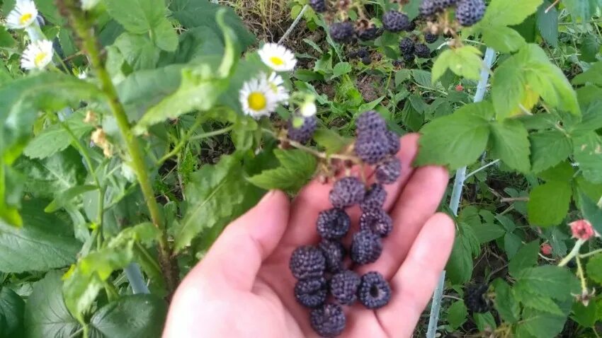 Малина кумберленд куст. Американская малина кумберленд. Малина сорт кумберленд. Кумберленд посадка. Кумберленд посадка.