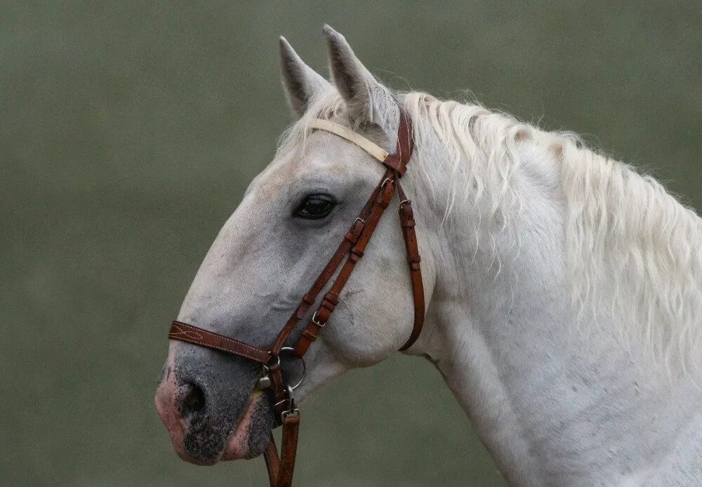 Кладрубская лошадь. Кладрубская лошадь серая. Кладрубская порода лошадей белая. Вороная кладрубская лошадь.