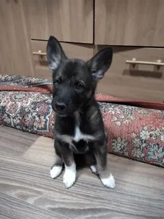 Собаки найденыши на авито